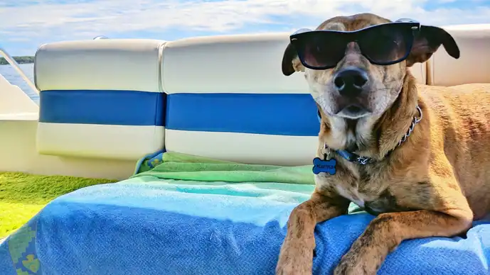 This summer, let your dog be awesome